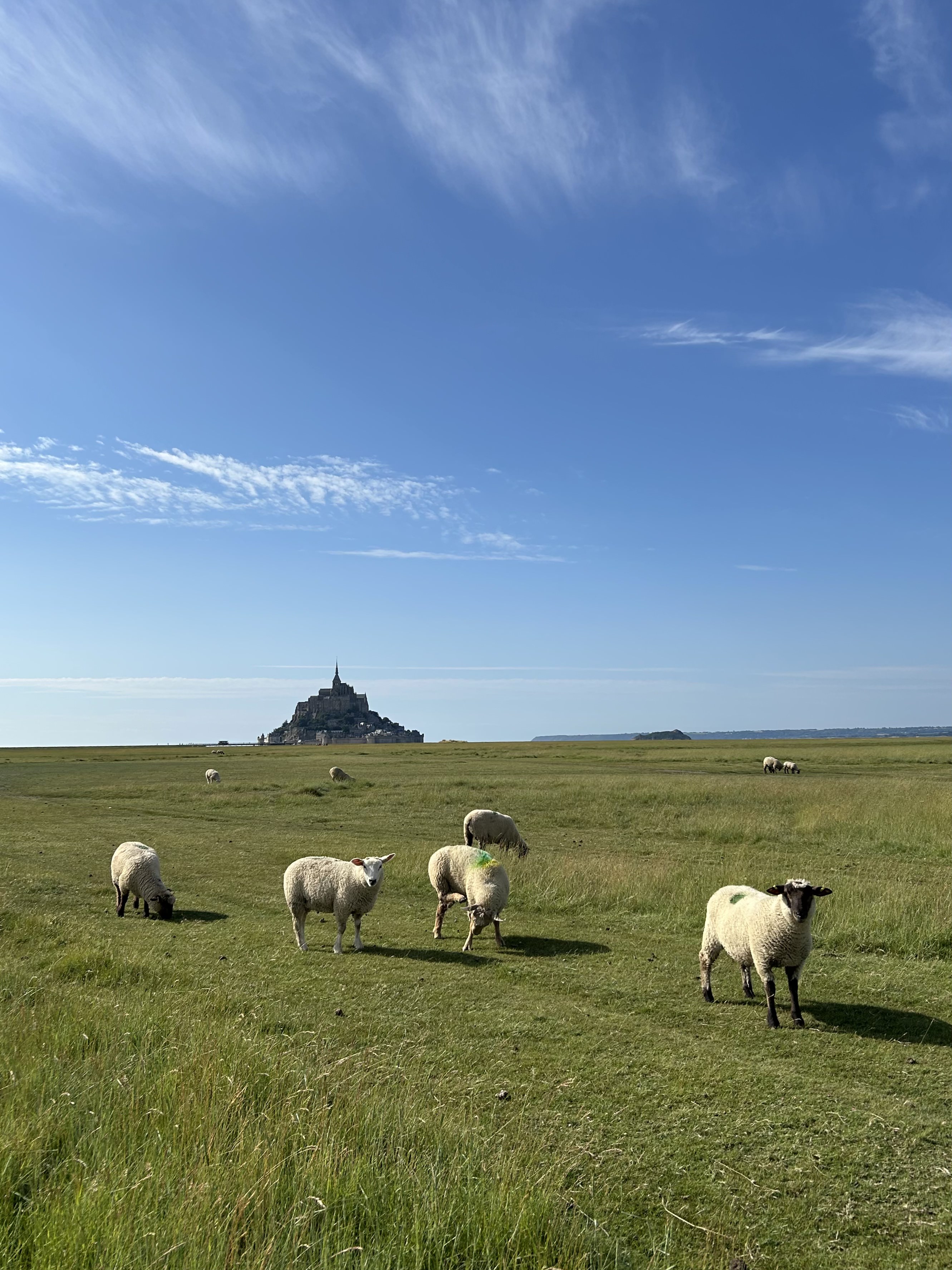 Sheep!